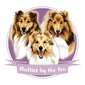 Shelties By The Sea